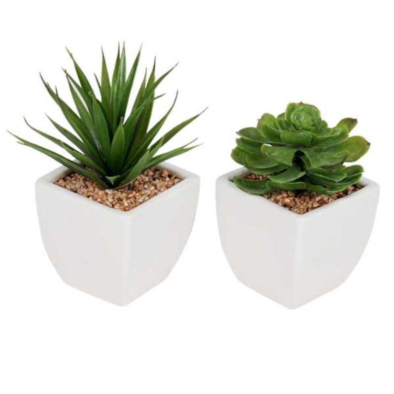 2-Piece Assorted Succulents with White Ceramic Planter, 4″