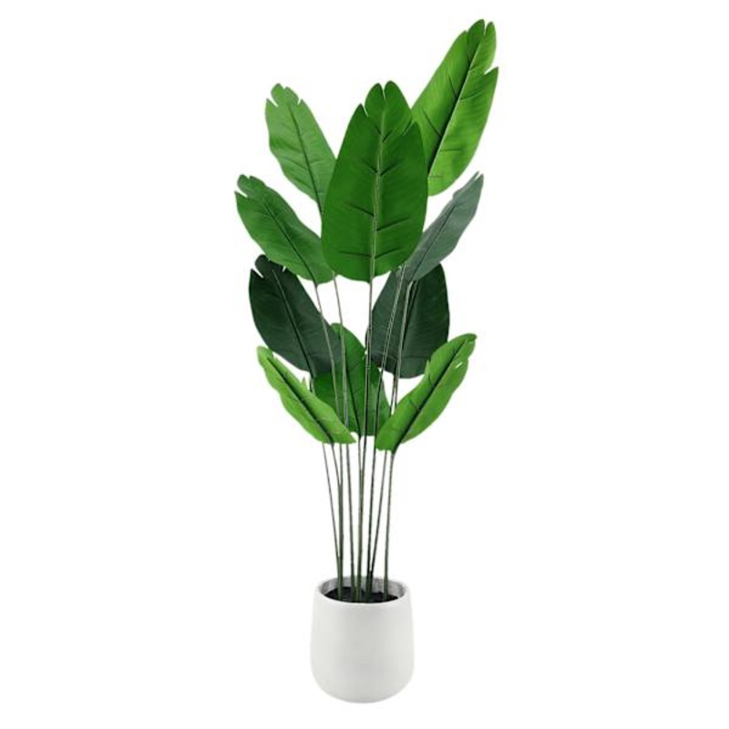 Banana Leaf Tree with White Planter, 5′