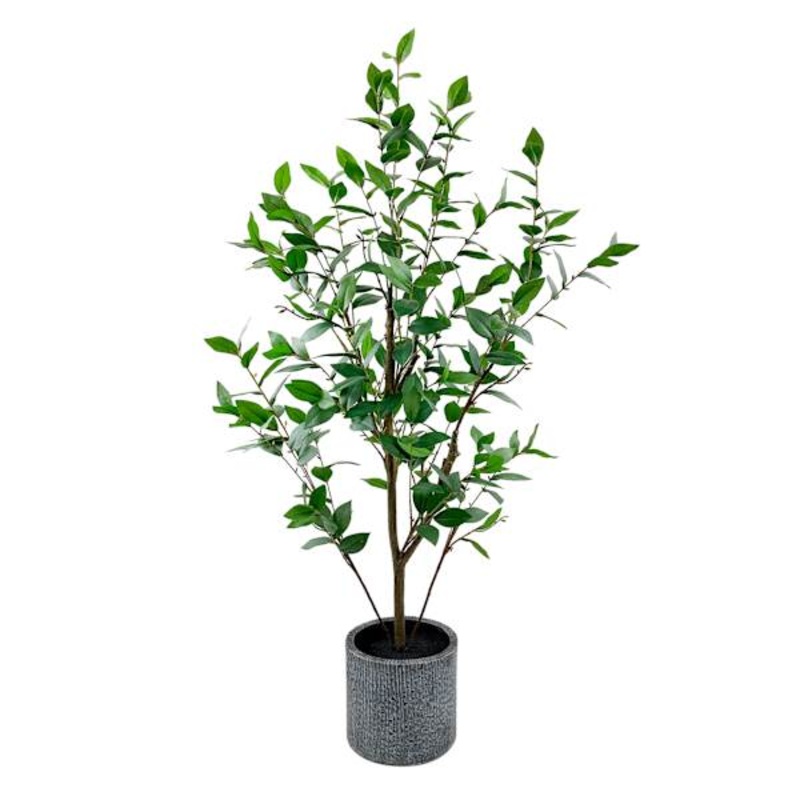 Bay Laurel Tree, 48″