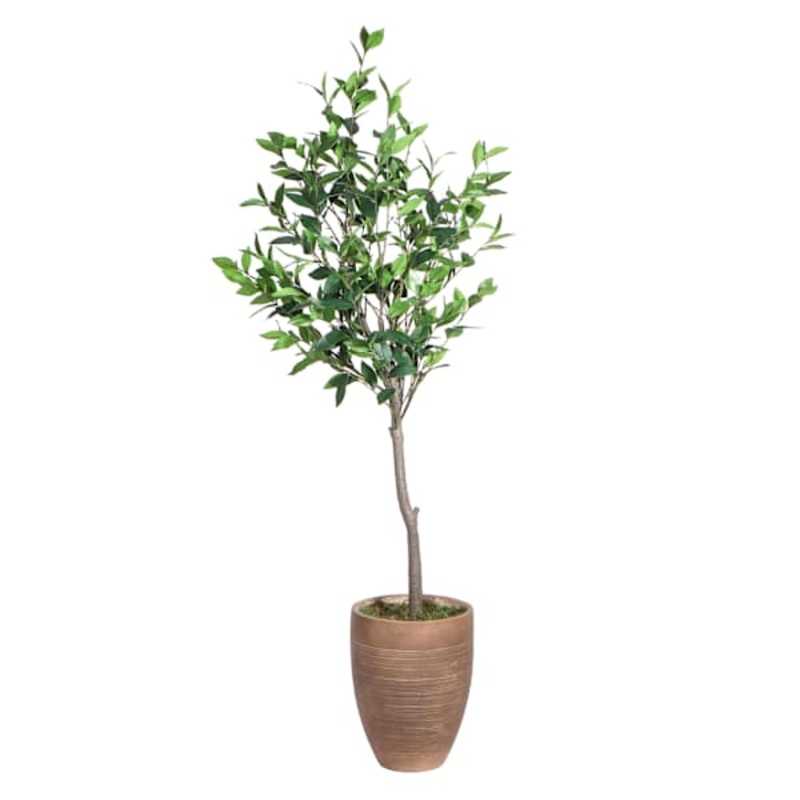 Bay Tree in Magnesia Pot, 47″