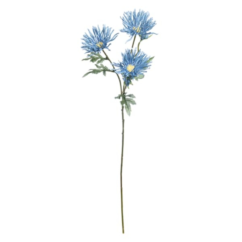 Blue African Daisy Spray, 29″