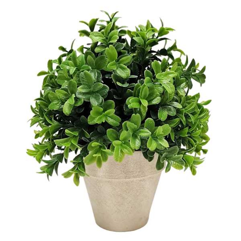 Boxwood Plant with White Planter, 8″
