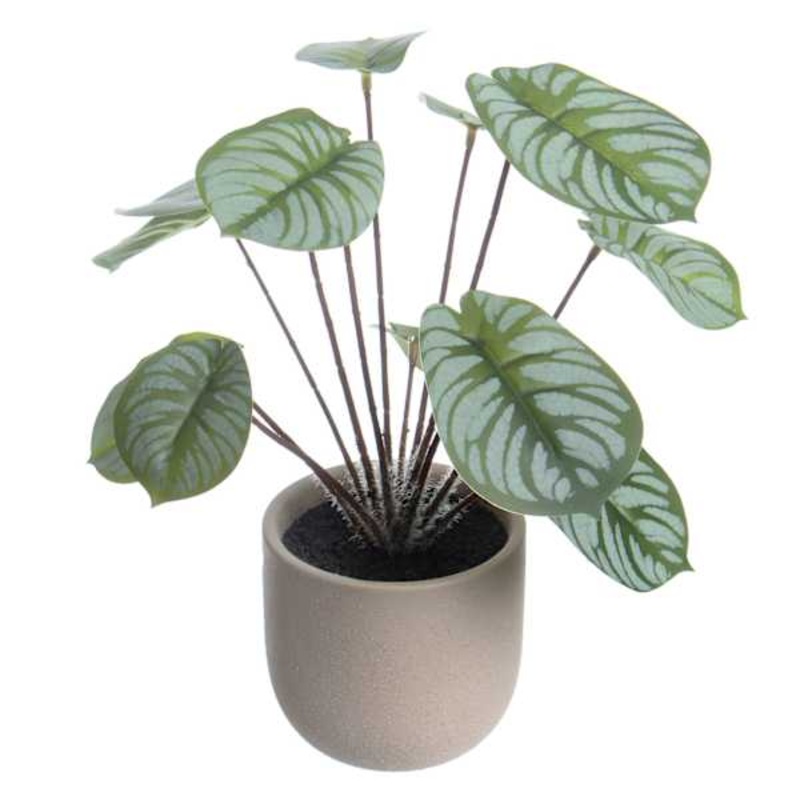 Calathea Plant in Pot, 11″