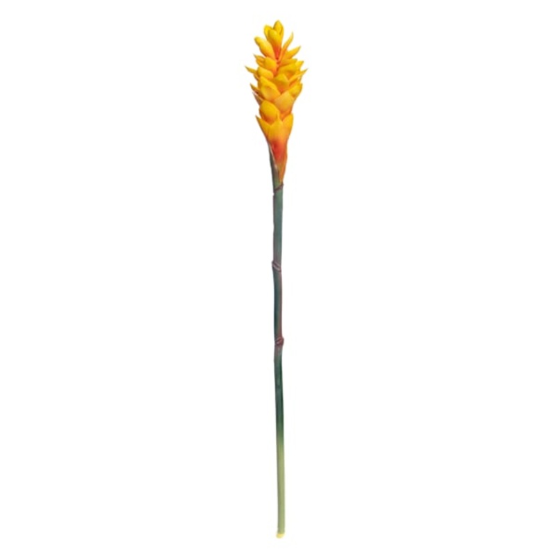 Ginger Flower Stem, 32″