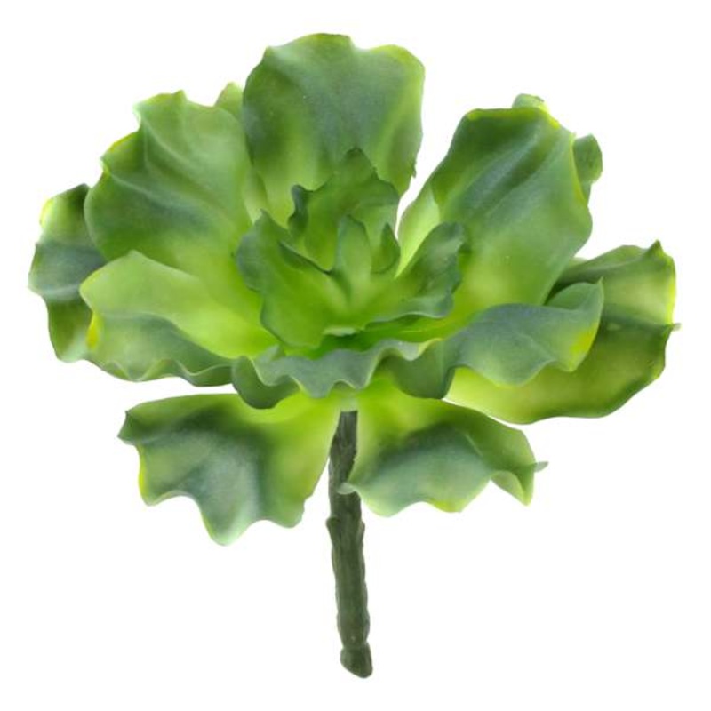 Green Curly Echeveria Spray, 6″