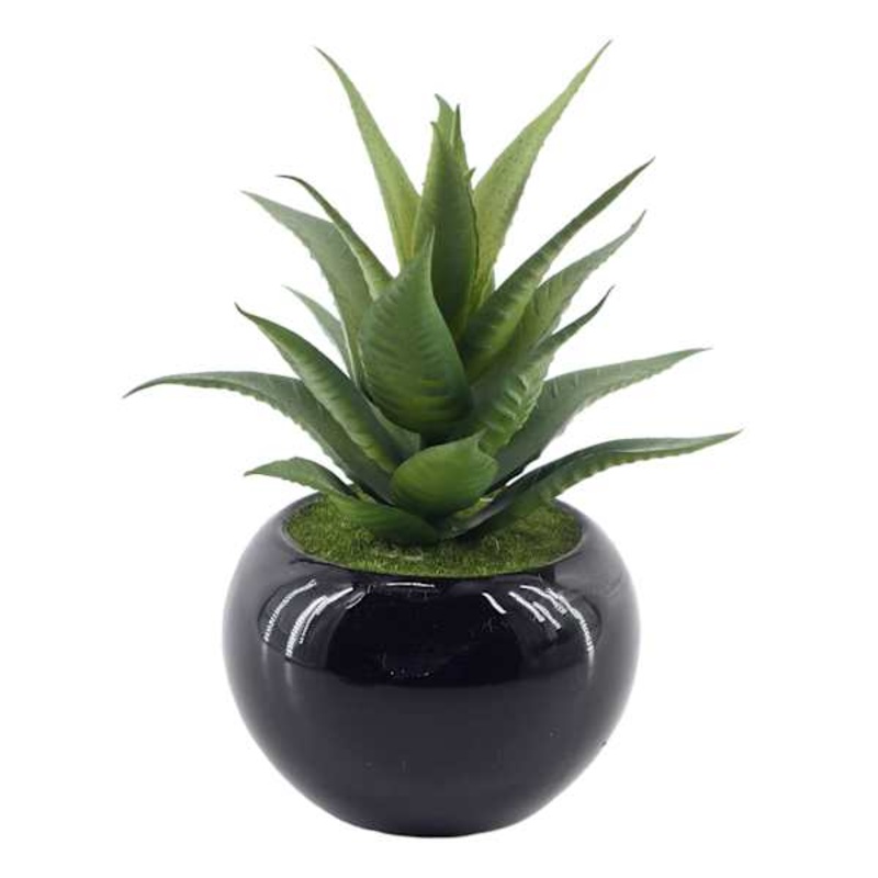 Succulent in Black Ceramic Pot, 6.5″