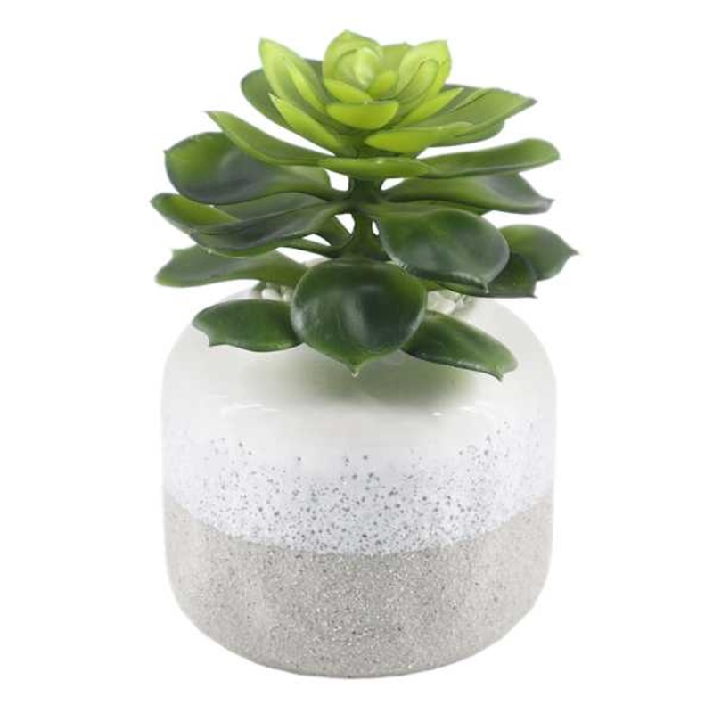 Succulent in Grey & White Ceramic Pot, 5.75″