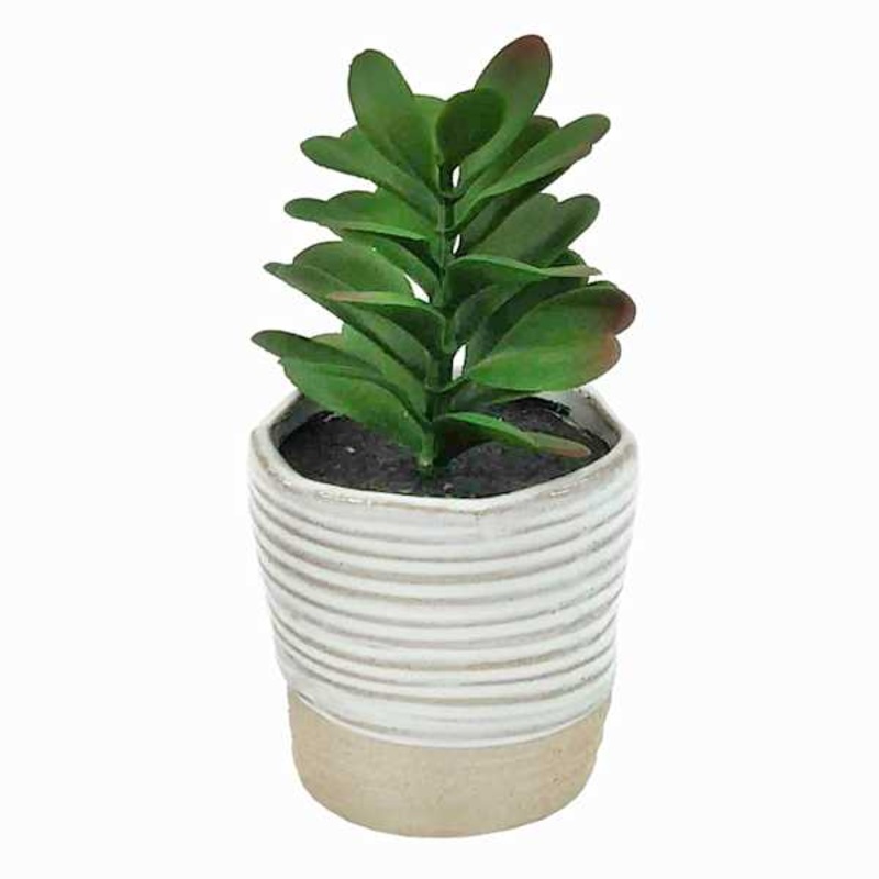 Succulent with White Planter, 6″