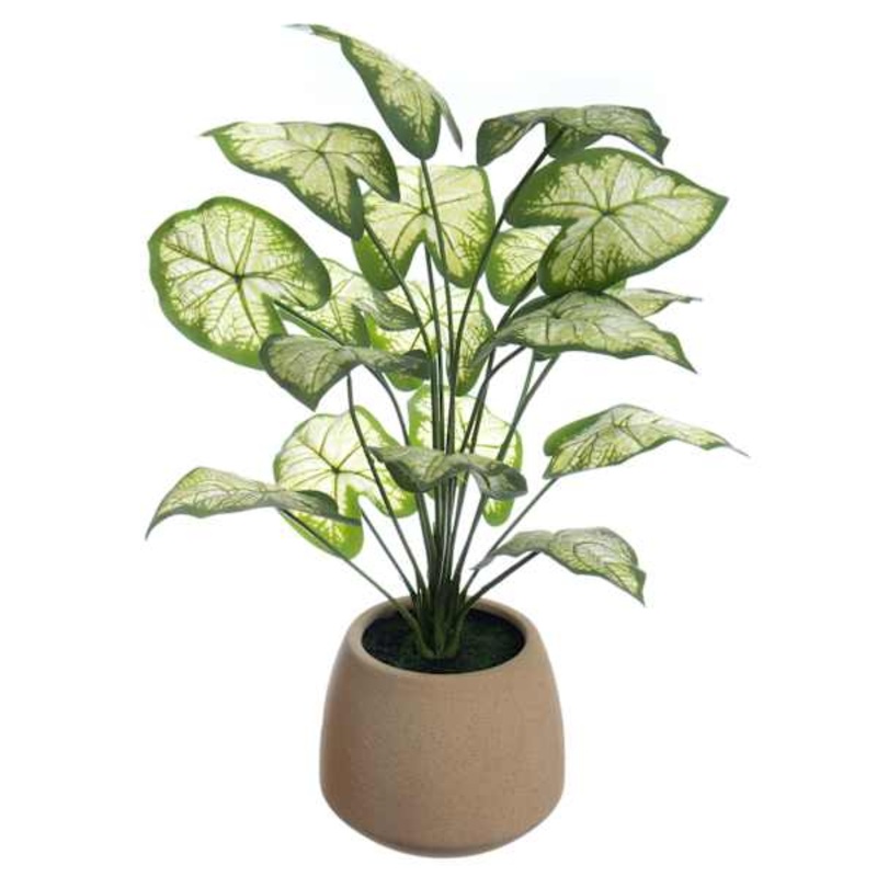 Taro Leaf in Pot, 21″