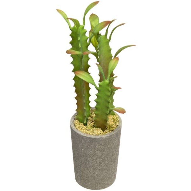 Assorted Cacti with Cement Planter, 8″