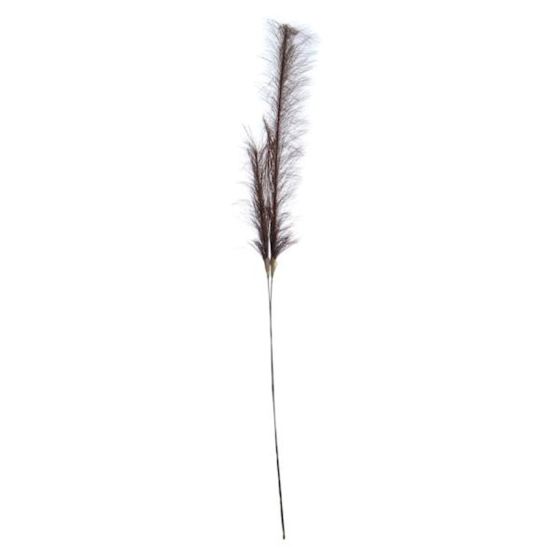 Brown Pampas Grass Stem, 49″