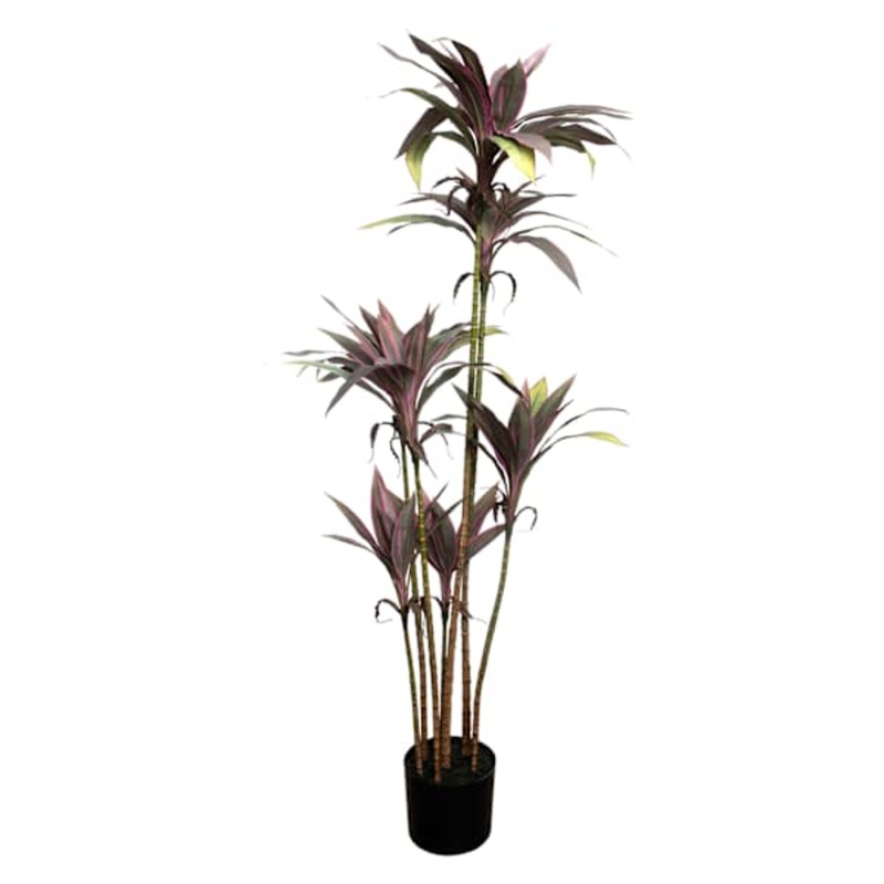Dracaena in Plastic Pot, 56″