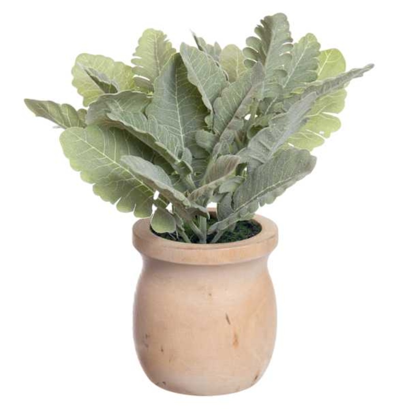 Dusty Miller in Wooden Pot, 9″