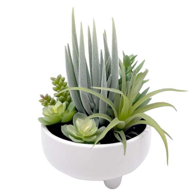 Mixed Succulents with White Planter, 9.5″