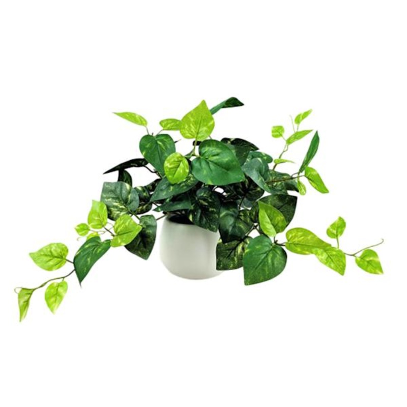 Pothos in White Pot, 12″