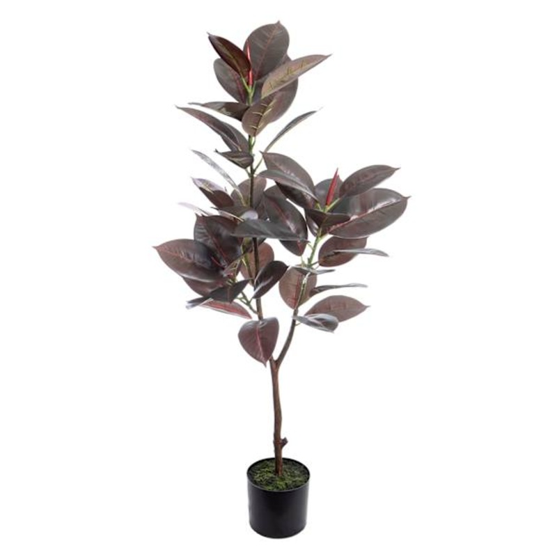 Rubber Leaf Plant in Red Pot, 44″