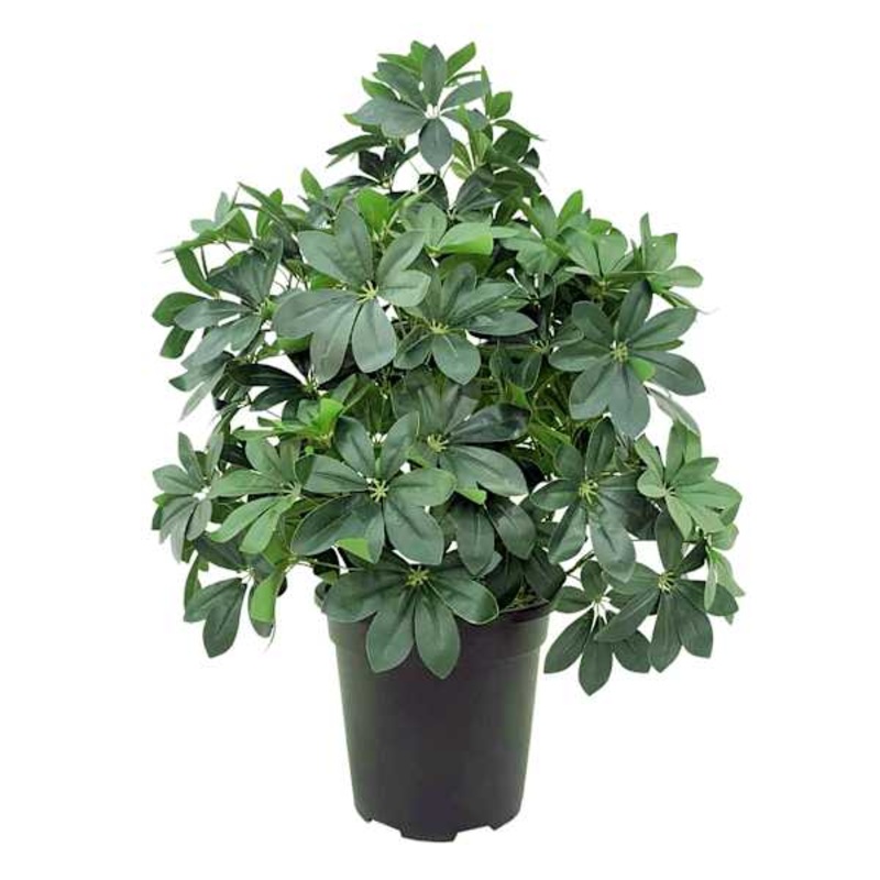 Schefflera & Umbrella Arrangement in Black Pot, 35″