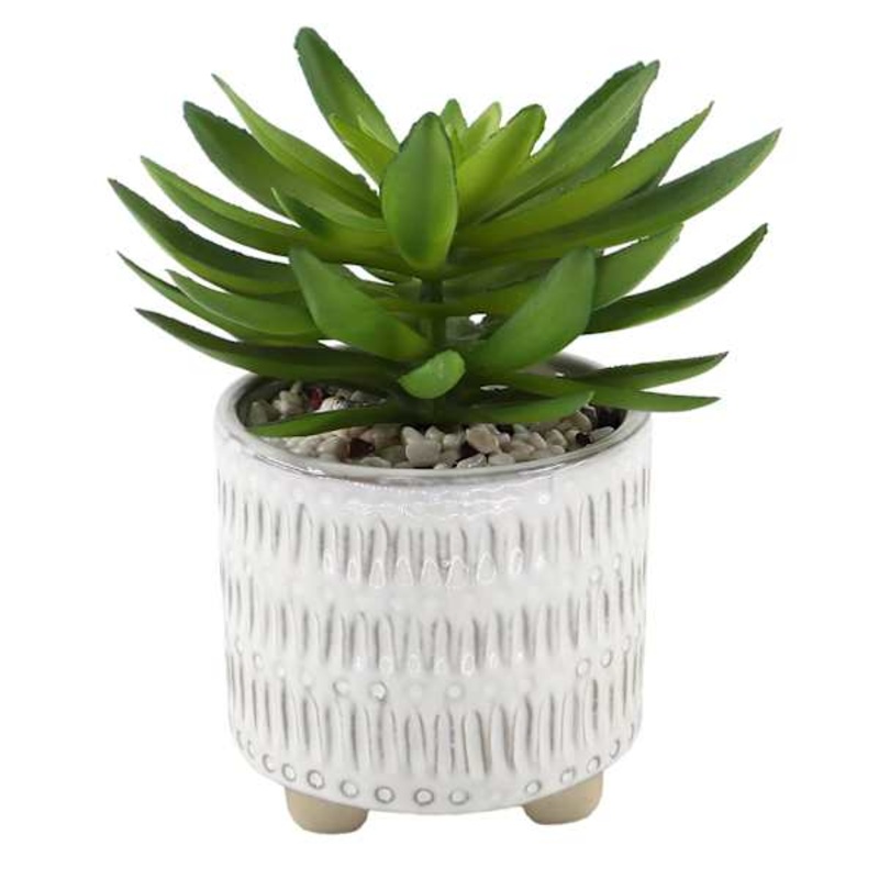 Succulent in Ceramic Pot, 7.5″