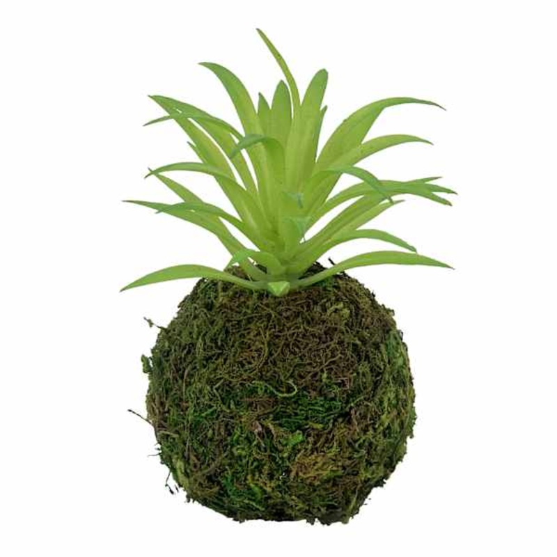 Succulent in Moss Ball, 5″