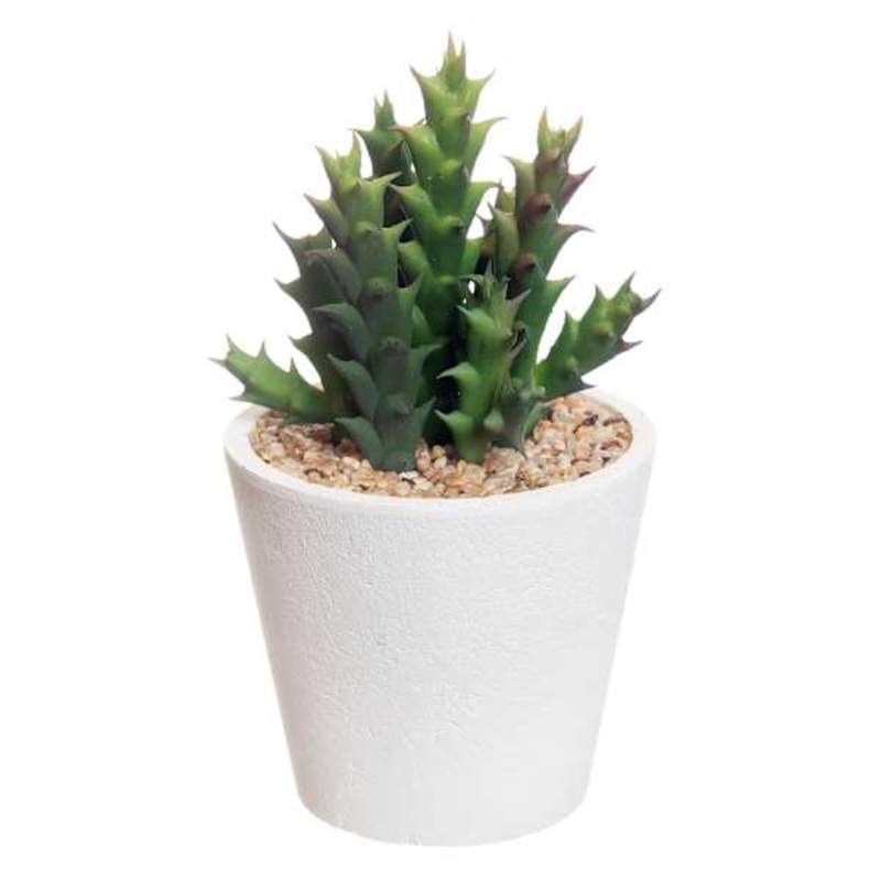 Succulent with White Planter, 5.5″