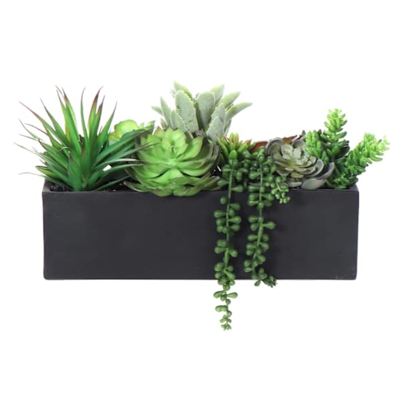 Succulents in Black Cement Pot