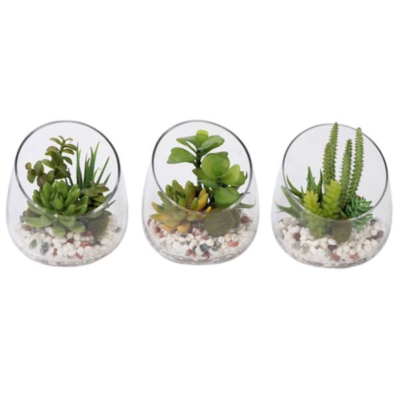 Assorted Succulent Glass Terrarium, 6.5″