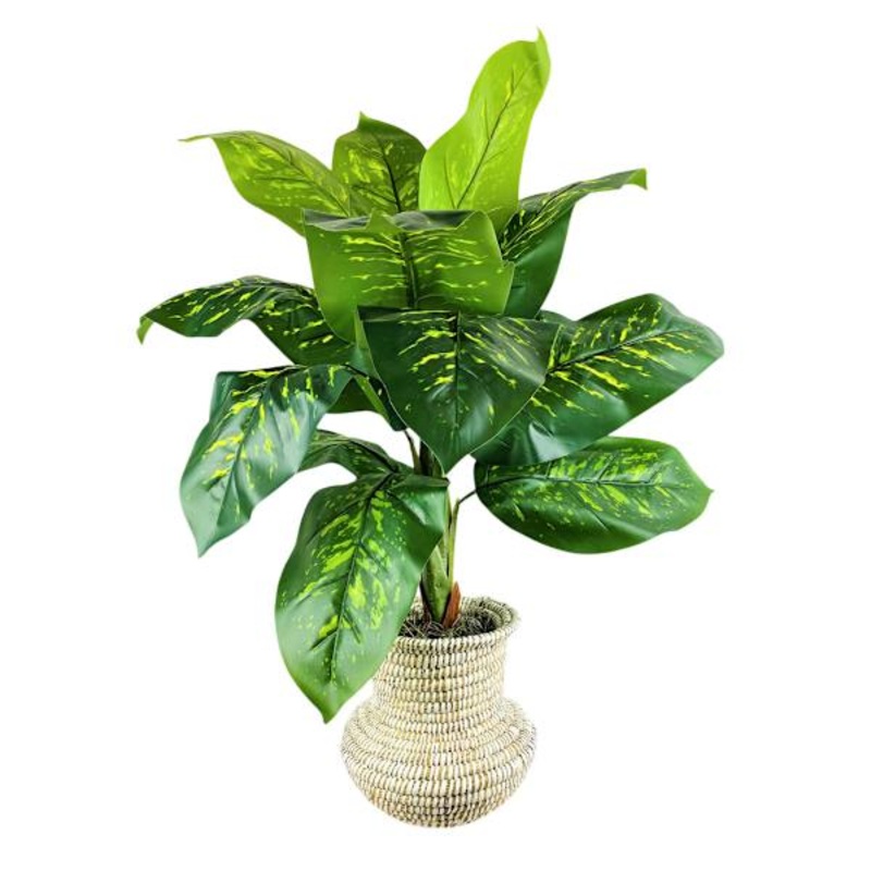 Dieffenbachia in Urn Basket, 40″
