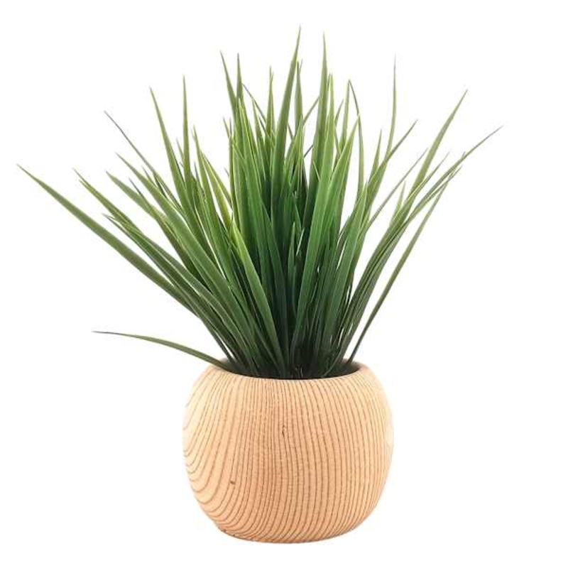 Grass in White Oak Pot, 11″