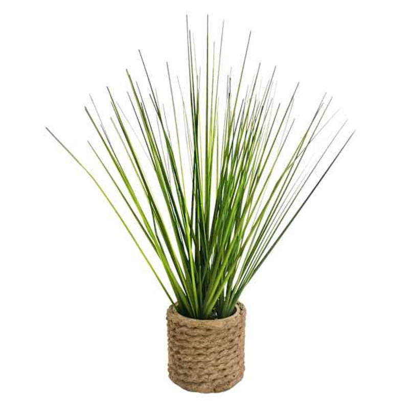 Honeybloom Mini Grass Plant with Planter, 11″