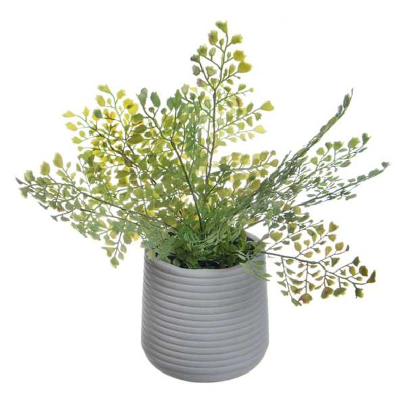 Maidenhair Plant in Pot, 12″
