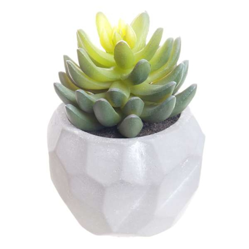 Mini Agave Plant with White Planter, 5.5″
