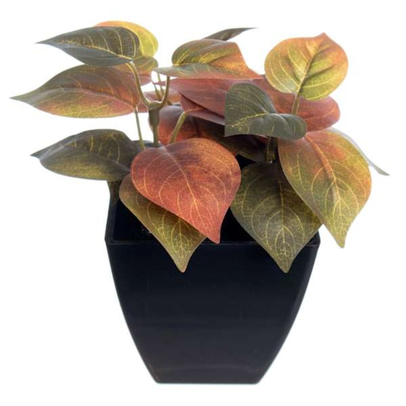 Philodendron Plant in Black Pot, 6″