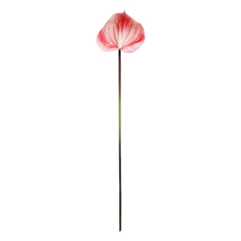 Pink Anthurium Stem, 27″