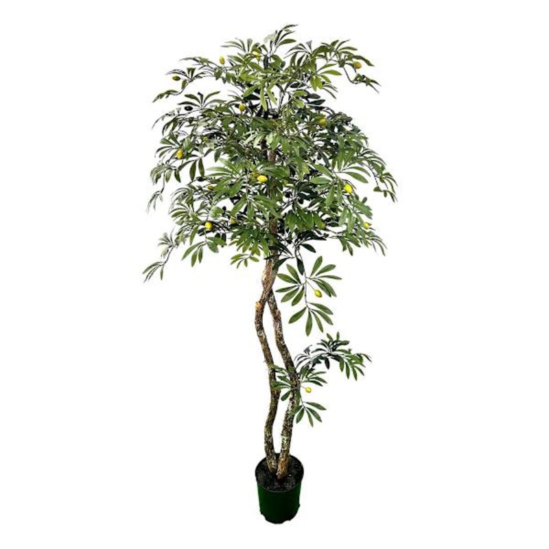 Real-Bark Young Olive Tree, 6′