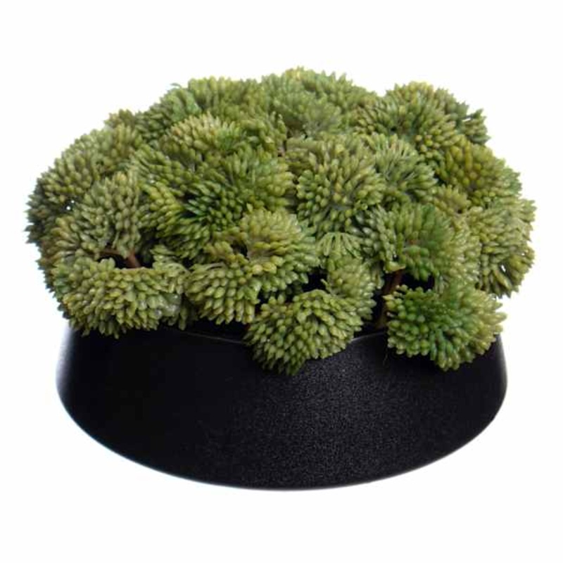 Sedum in Ceramic Pot, 5″