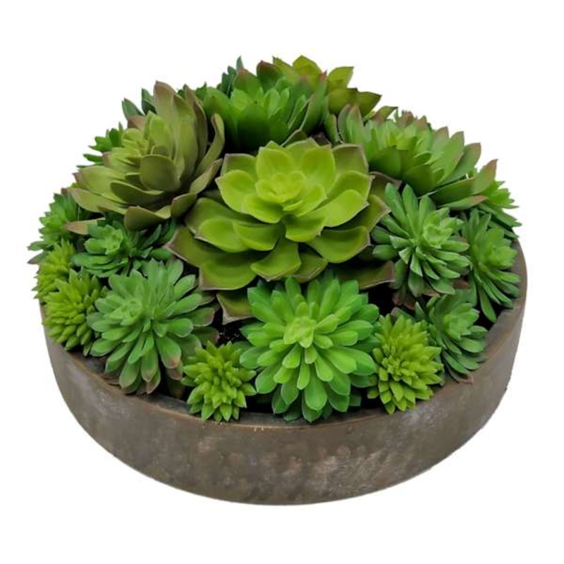 Succulent Lotus Arrangement in Cement Bowl, 5″