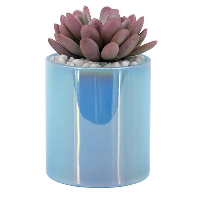 Succulents in Iridescent Blue Glass Vase, 5.5″