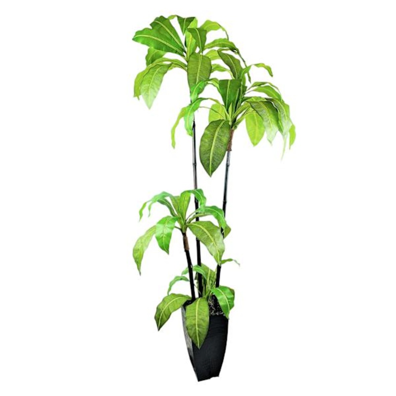 Bird’s Nest Fern in Decorative Metal Pot, 6′