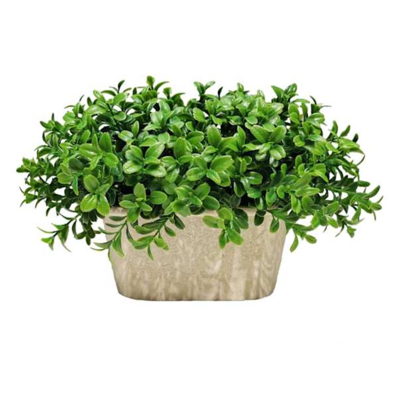 Boxwood Plant with White Rectangular Planter, 10″