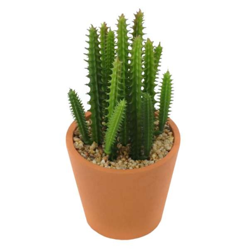 Cactus in Pot, 6″