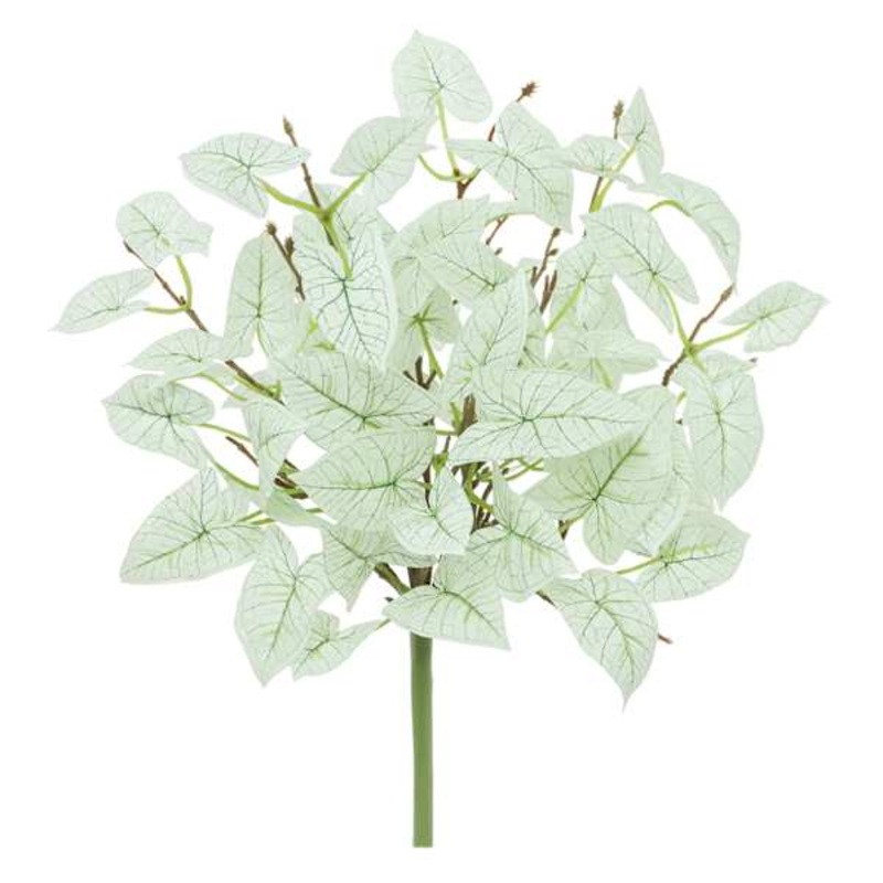 Caladium Bush, 14″