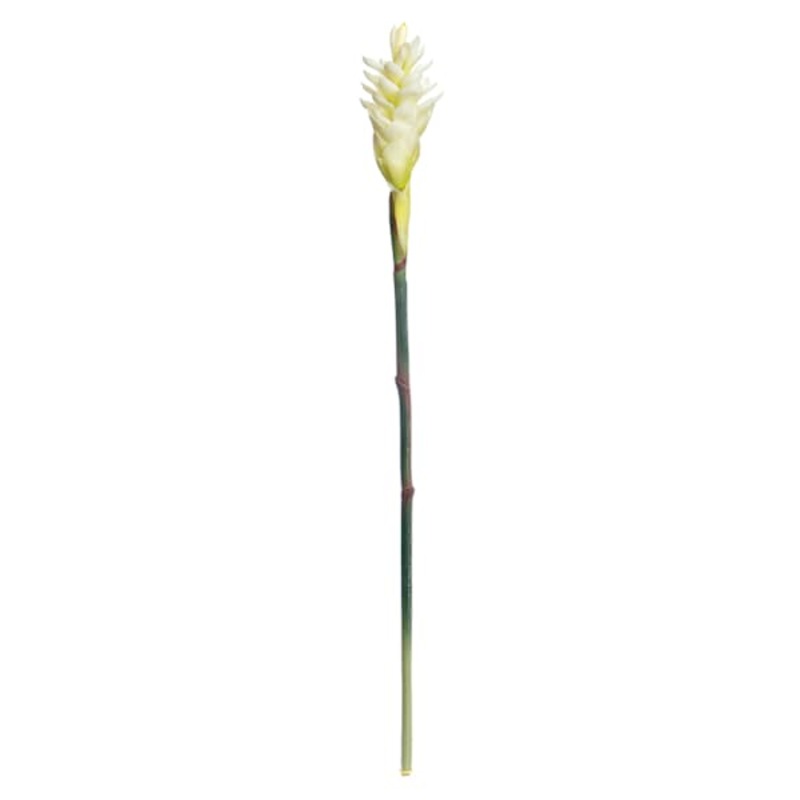 Ginger Flower Stem, 32″