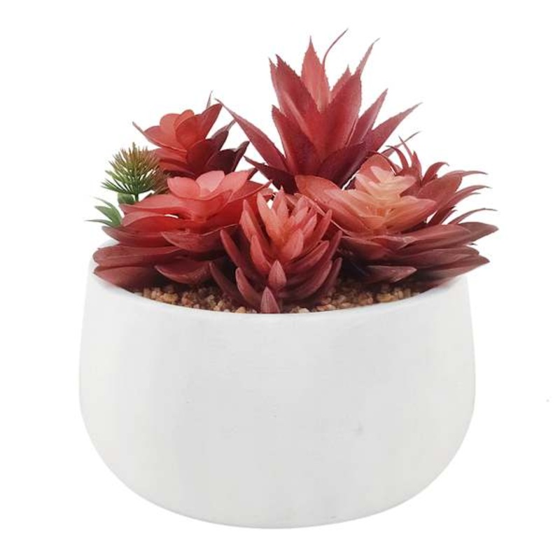 Honeybloom Red Succulents in Cement Pot