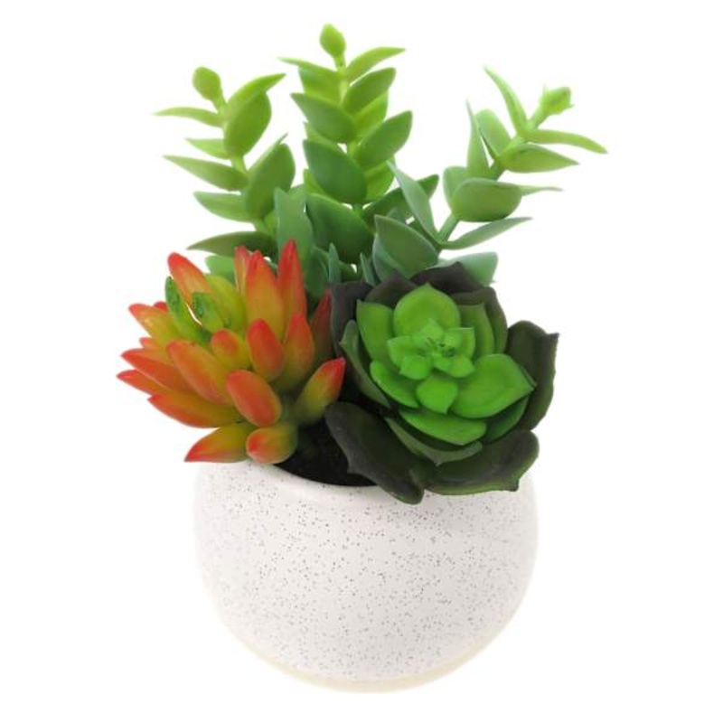 Mixed Succulent in White Pot, 7″