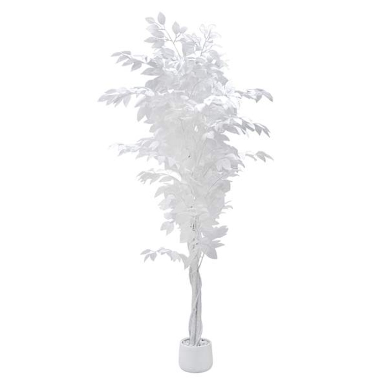 Potted White Fiscus Tree, 6′