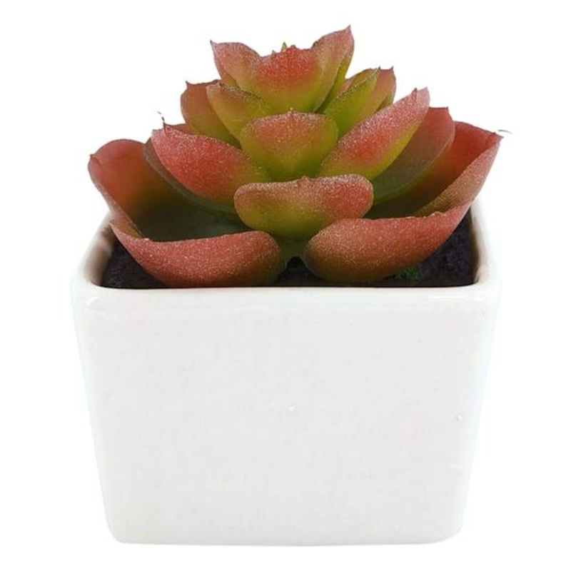 Red Succulent in Ceramic Pot, 3.2″