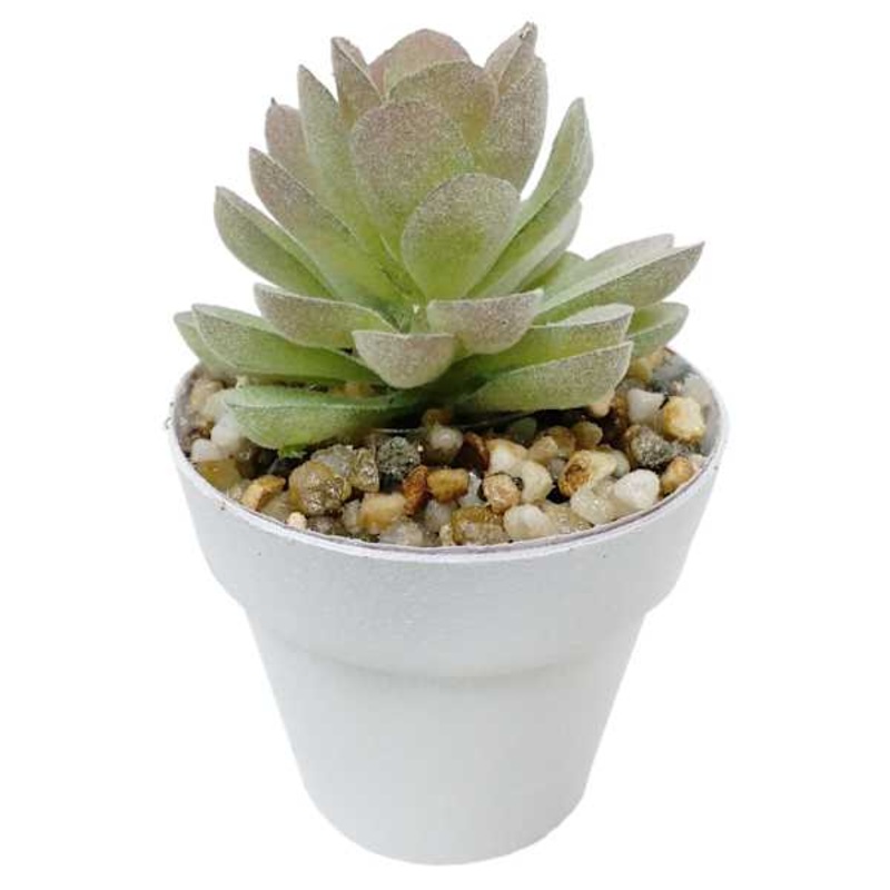 Succulent with White Planter, 3.5″