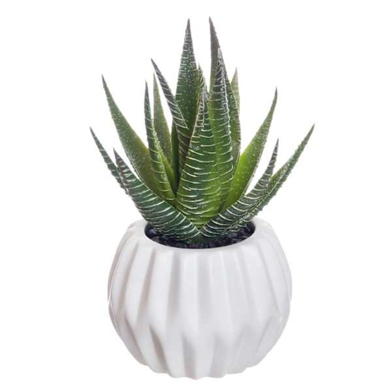 Succulent with White Planter, 5.5″