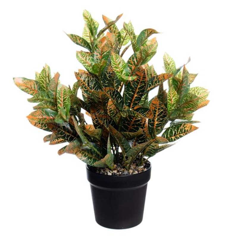 UV-Protected Croton in Plastic Pot, 16″