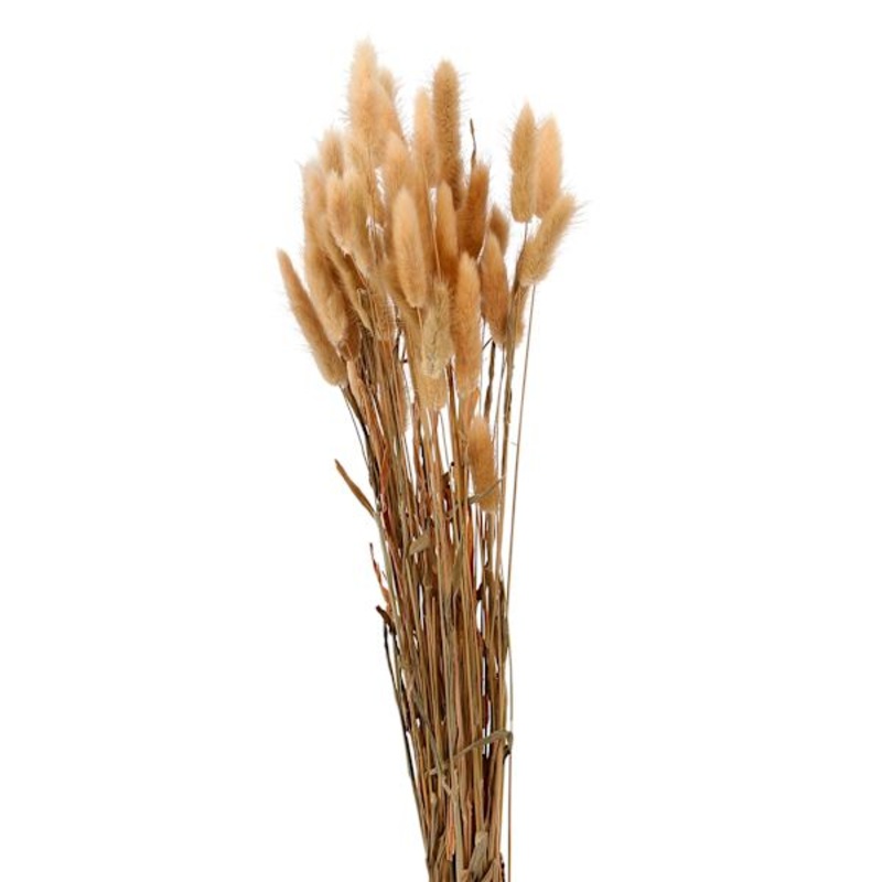 Yellow Bunny Tails Bunch, 24″